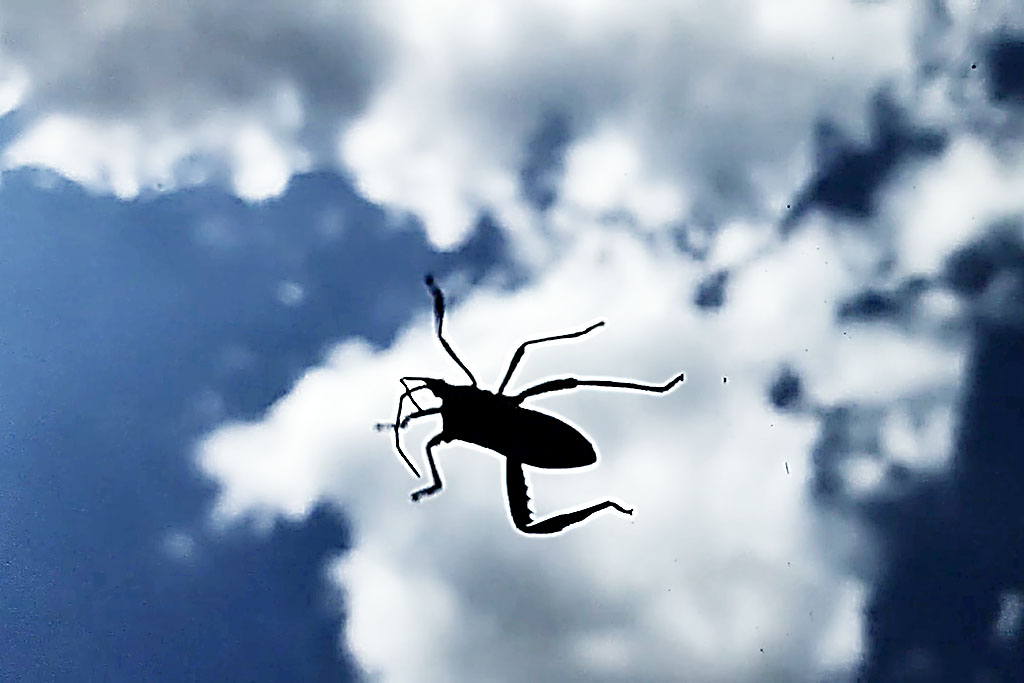 Stinkbug