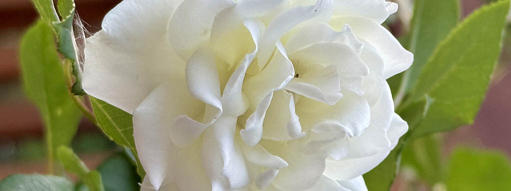 Header Picture